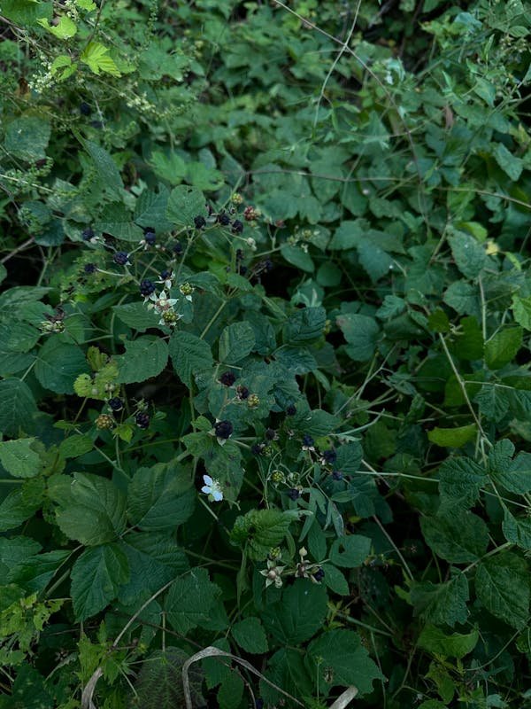 Quel produit efficace pour éliminer les ronces facilement ?