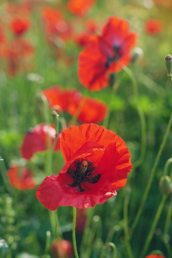 Les incontournables délices de nina zimmermann pâtisserie