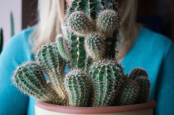 Les cactus de paris : une aventure verte à ne pas manquer
